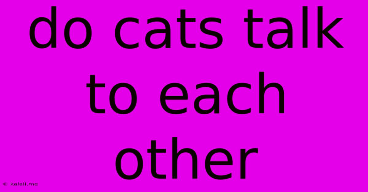 Do Cats Talk To Each Other