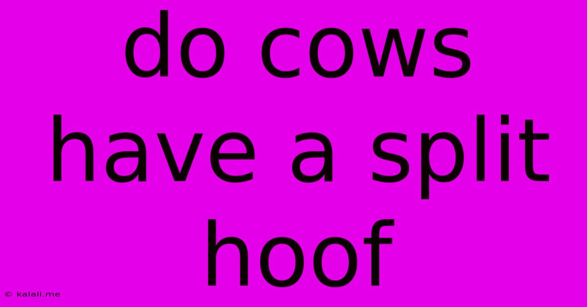 Do Cows Have A Split Hoof