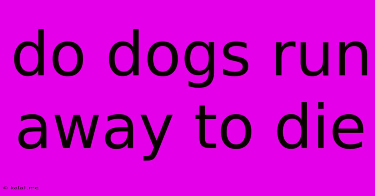Do Dogs Run Away To Die