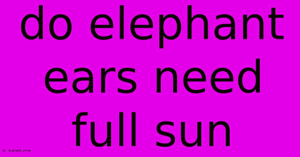 Do Elephant Ears Need Full Sun