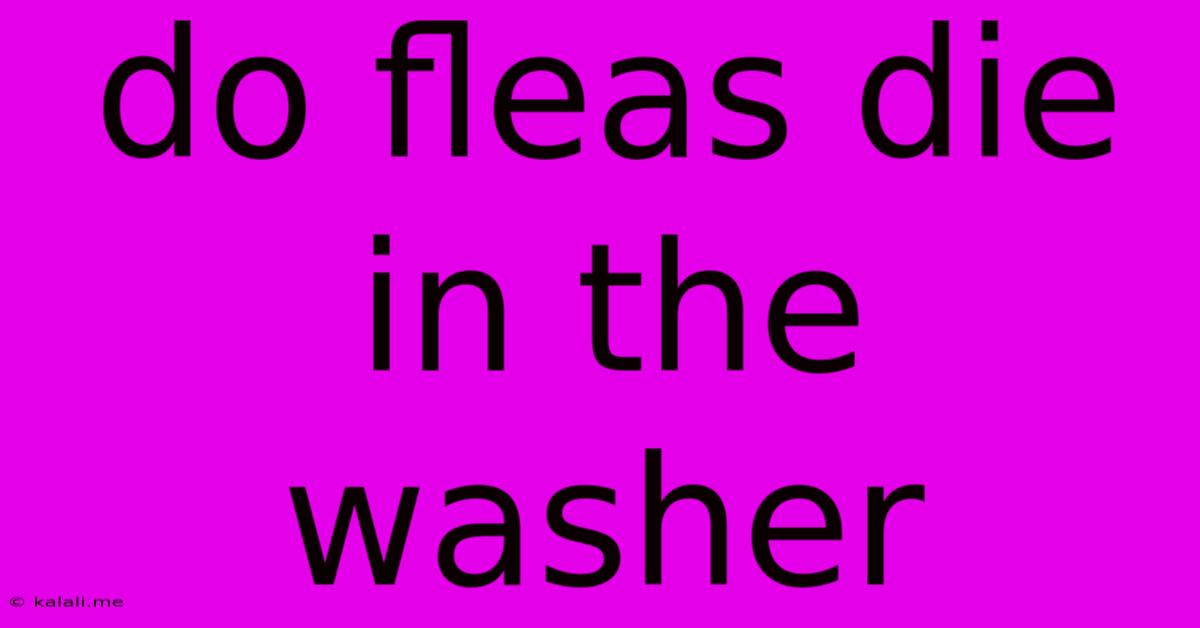 Do Fleas Die In The Washer