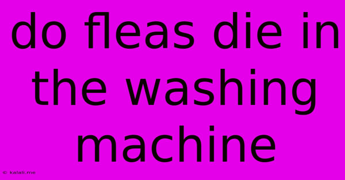 Do Fleas Die In The Washing Machine