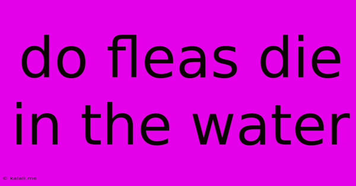 Do Fleas Die In The Water
