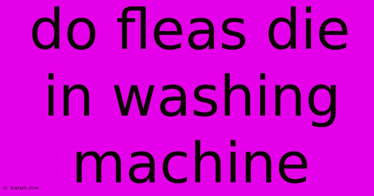Do Fleas Die In Washing Machine