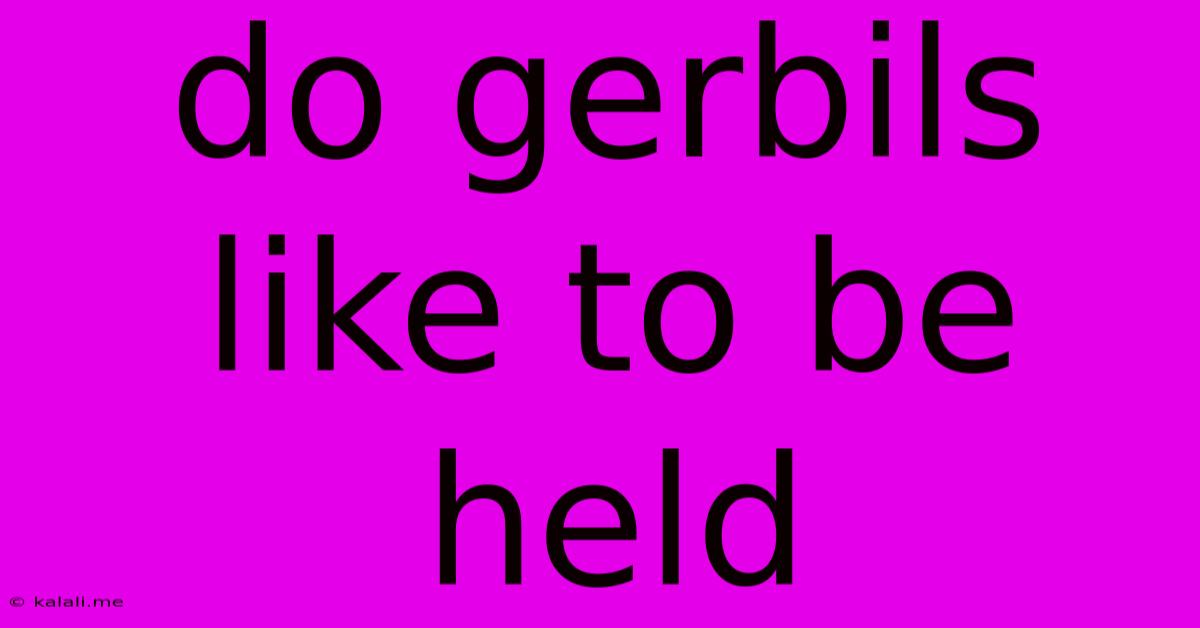 Do Gerbils Like To Be Held