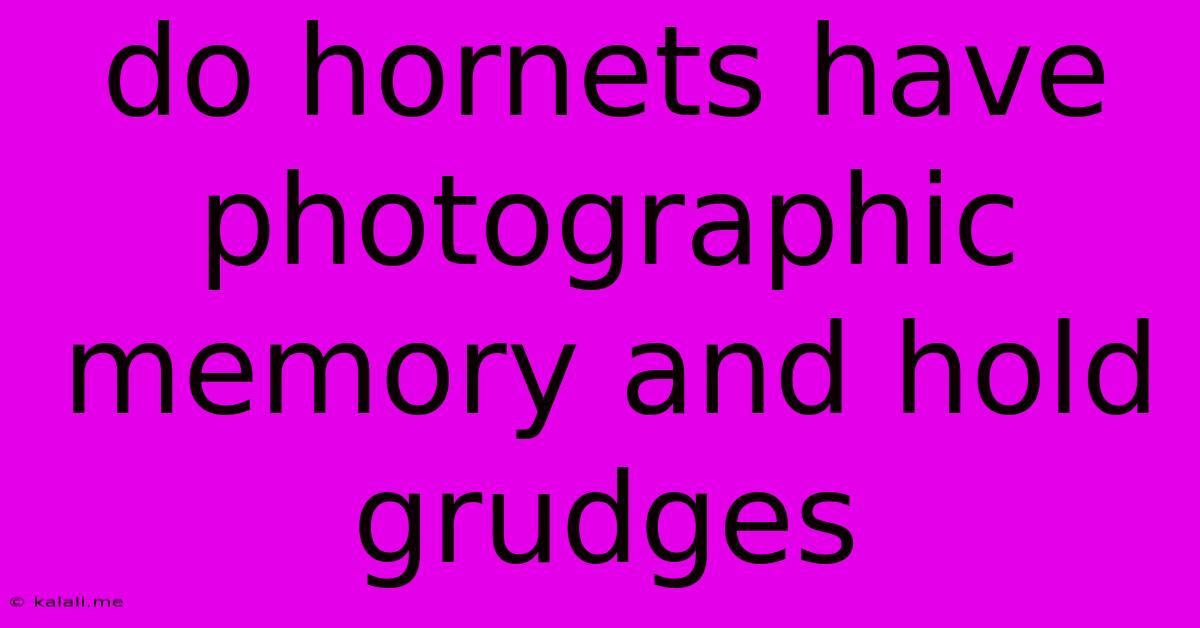 Do Hornets Have Photographic Memory And Hold Grudges