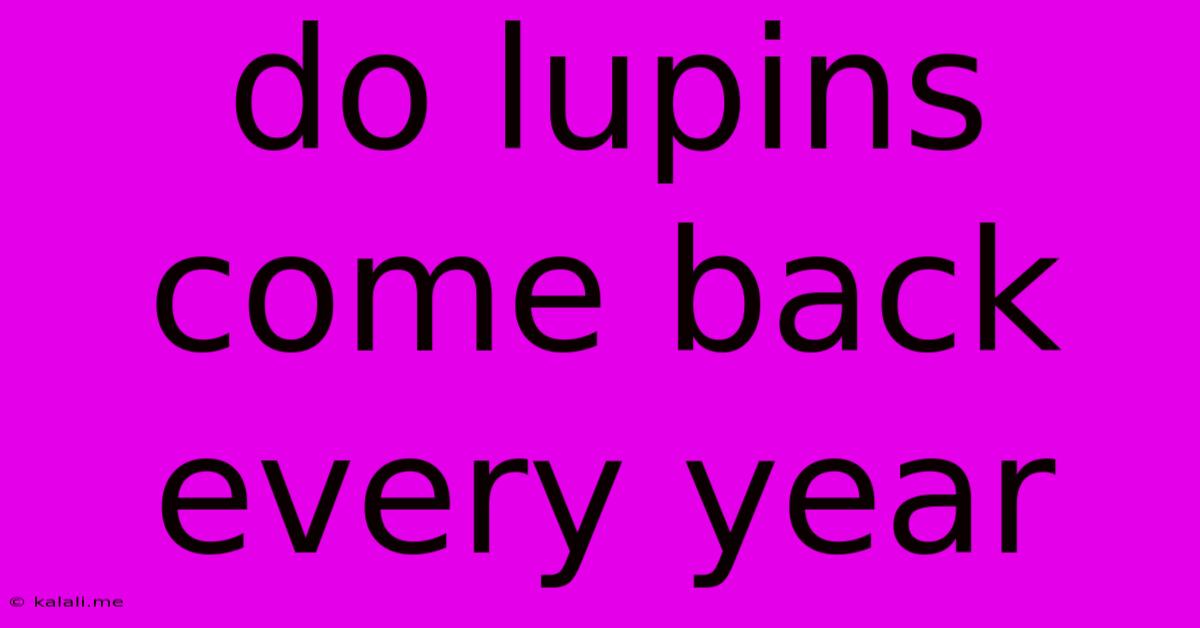 Do Lupins Come Back Every Year