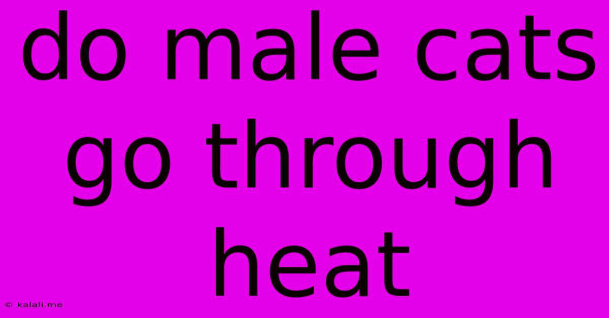 Do Male Cats Go Through Heat
