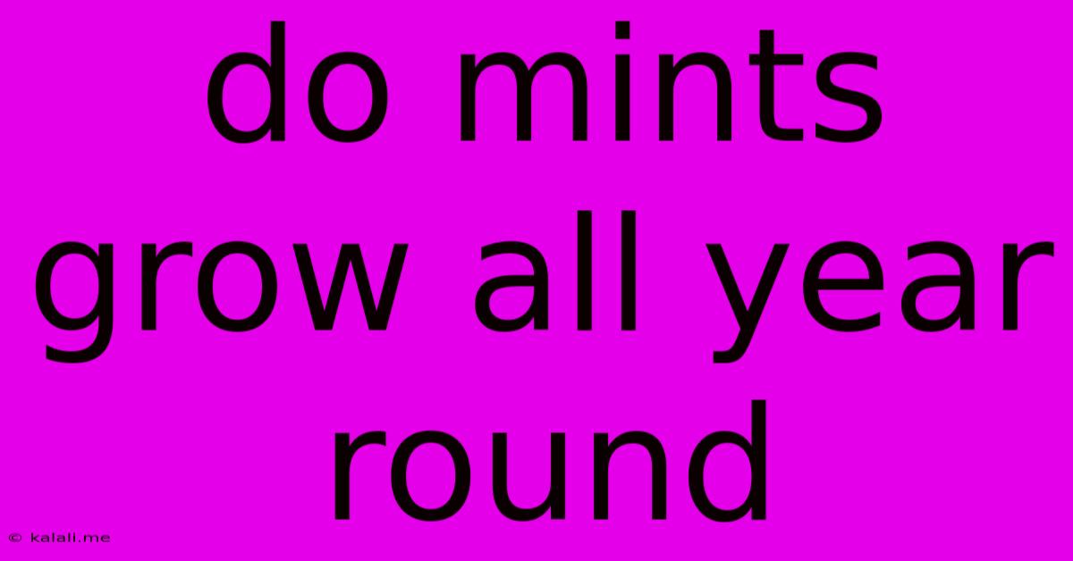Do Mints Grow All Year Round