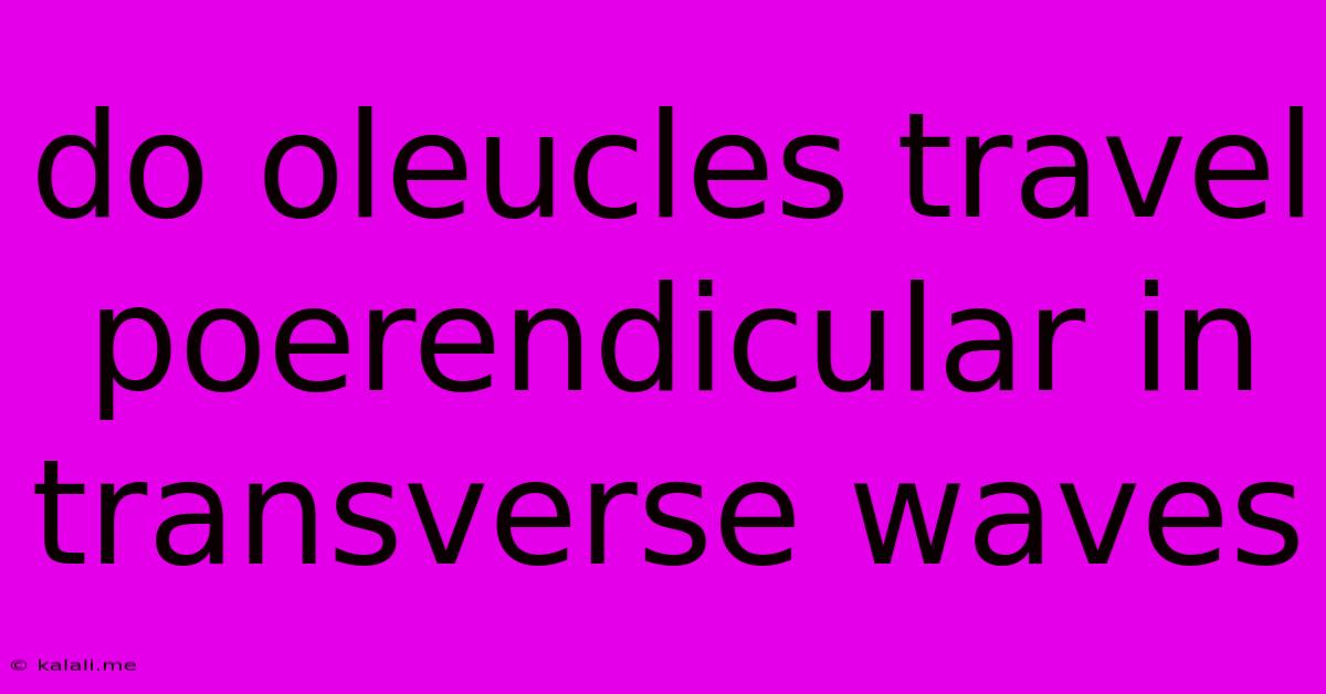 Do Oleucles Travel Poerendicular In Transverse Waves