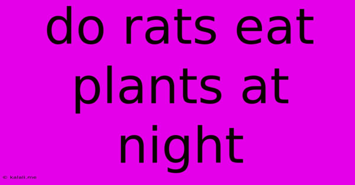 Do Rats Eat Plants At Night