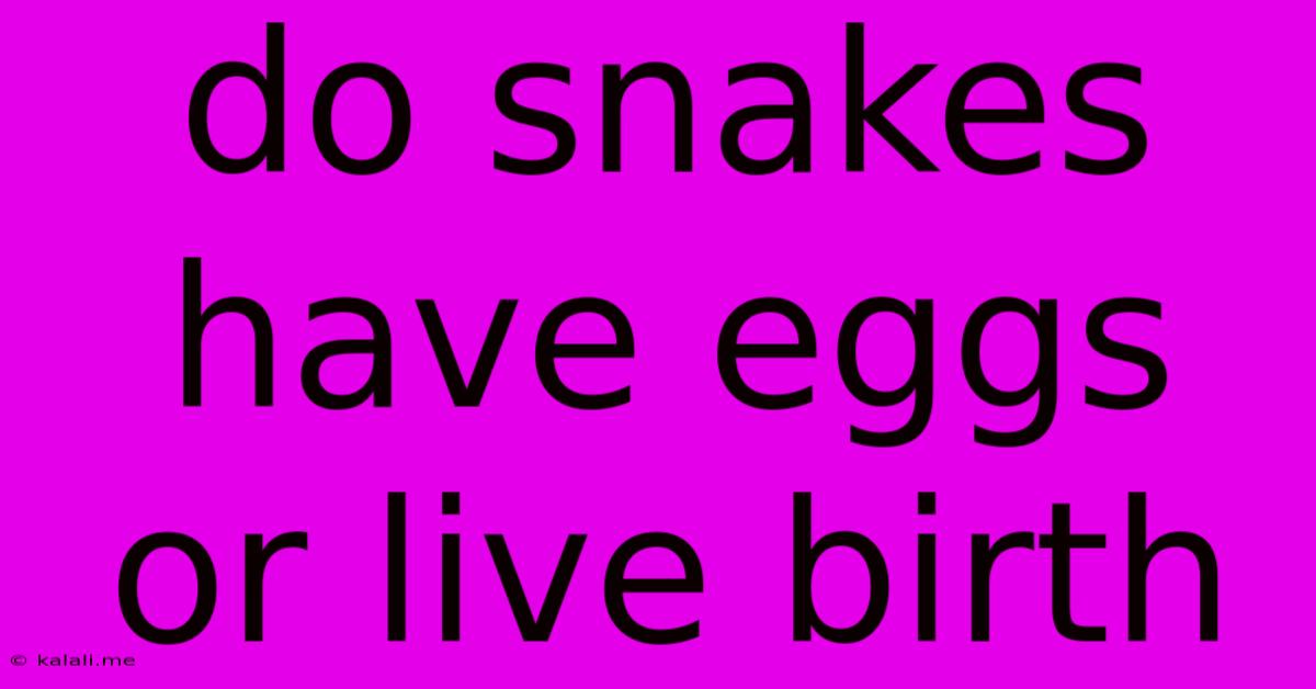 Do Snakes Have Eggs Or Live Birth