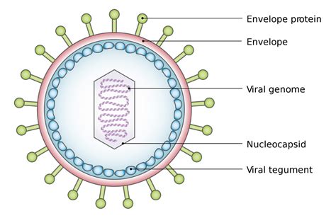 Do Viruses Have Membrane Bound Organelles