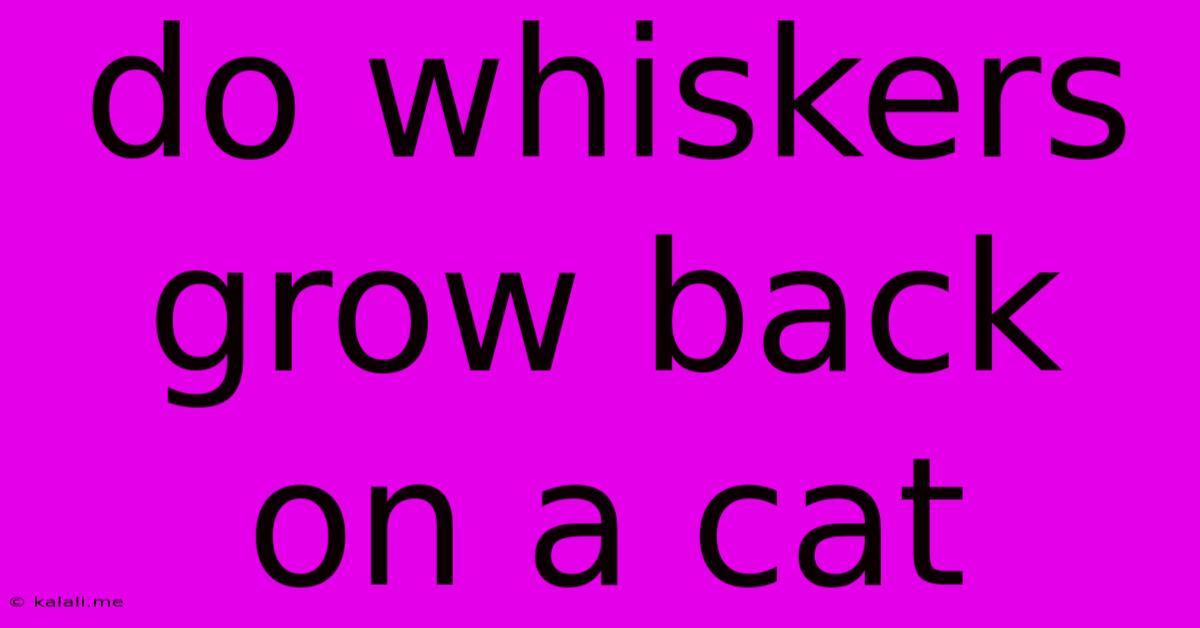 Do Whiskers Grow Back On A Cat