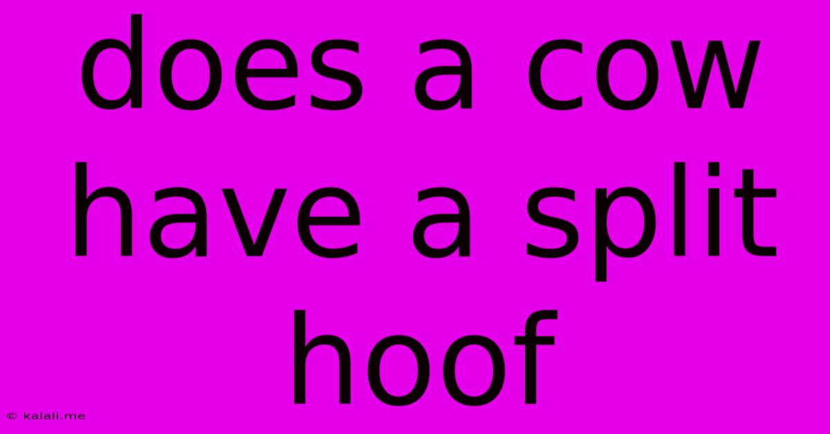 Does A Cow Have A Split Hoof