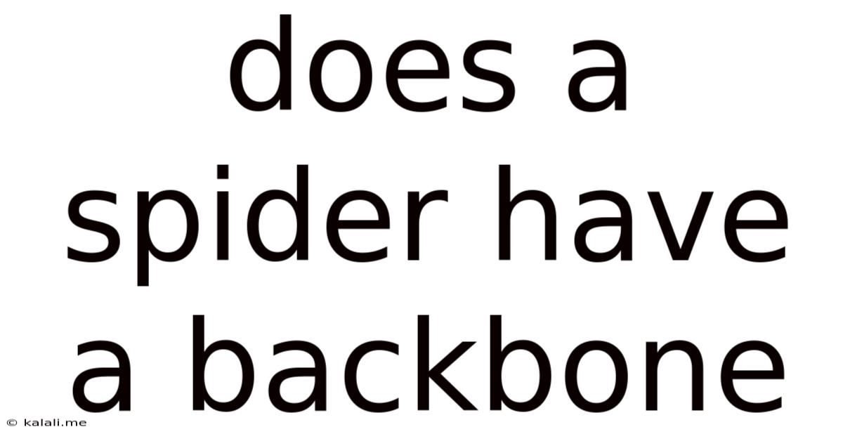 Does A Spider Have A Backbone