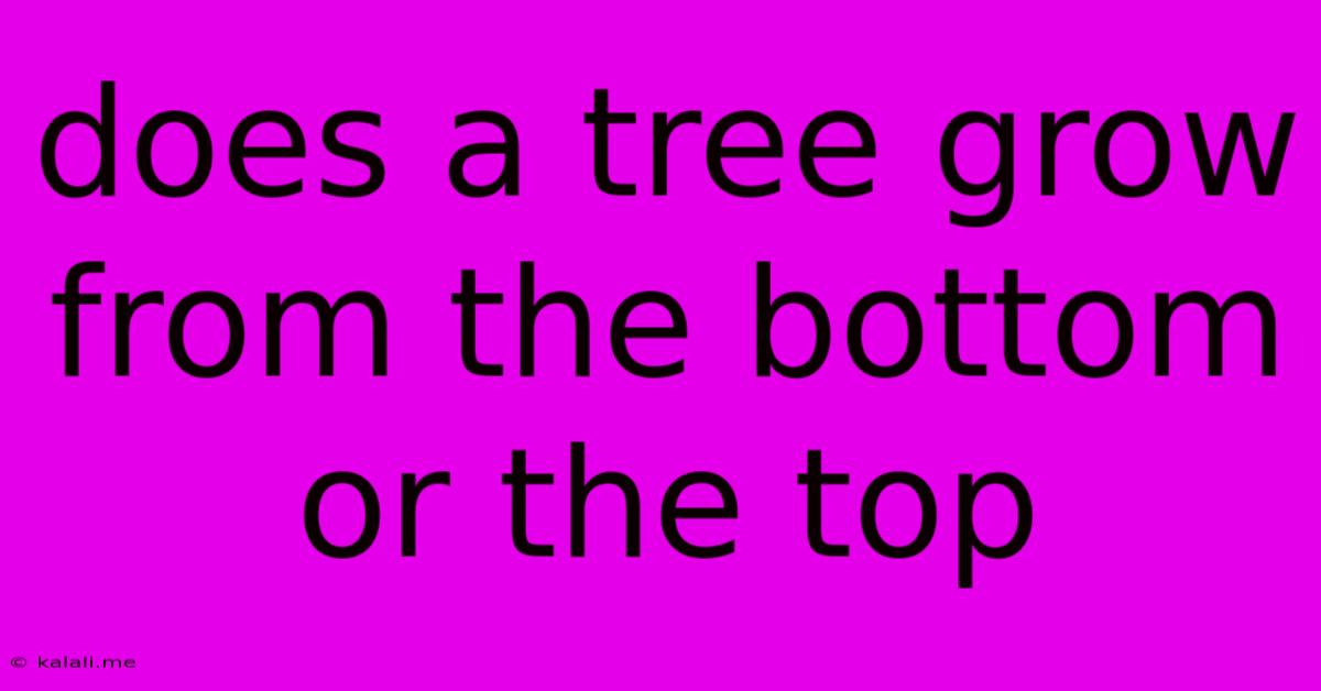 Does A Tree Grow From The Bottom Or The Top