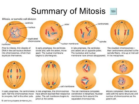 Does Crossing Over Occur In Mitosis