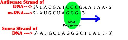 Does Rna Polymerase Read 3 To 5