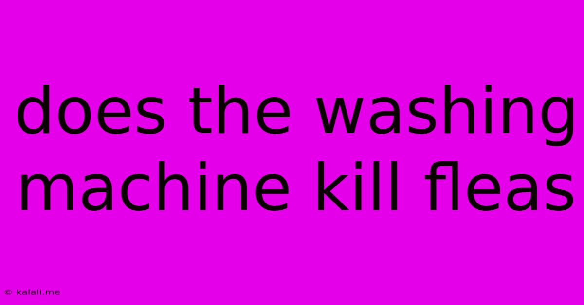 Does The Washing Machine Kill Fleas