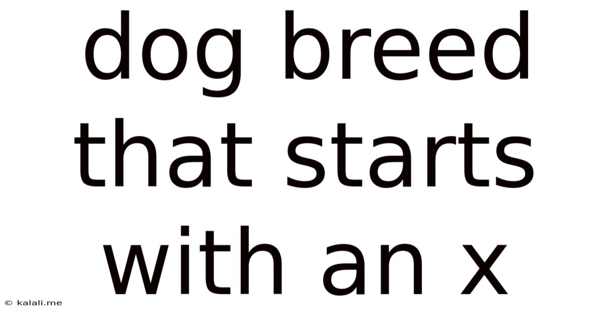 Dog Breed That Starts With An X