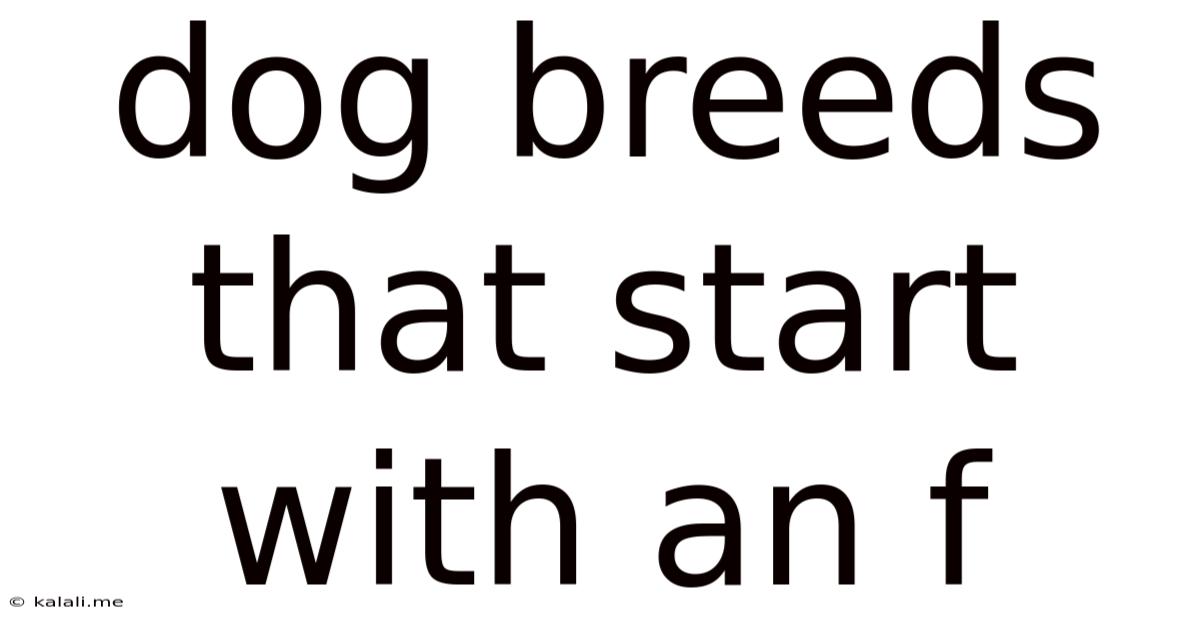 Dog Breeds That Start With An F