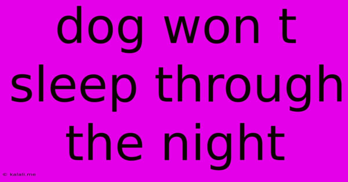 Dog Won T Sleep Through The Night