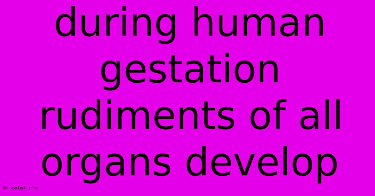 During Human Gestation Rudiments Of All Organs Develop
