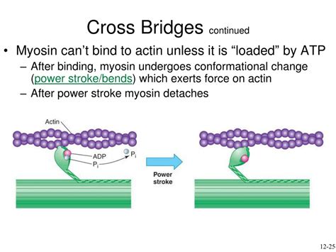 During Muscle Contraction Myosin Crossbridges Bind To Active Sites On