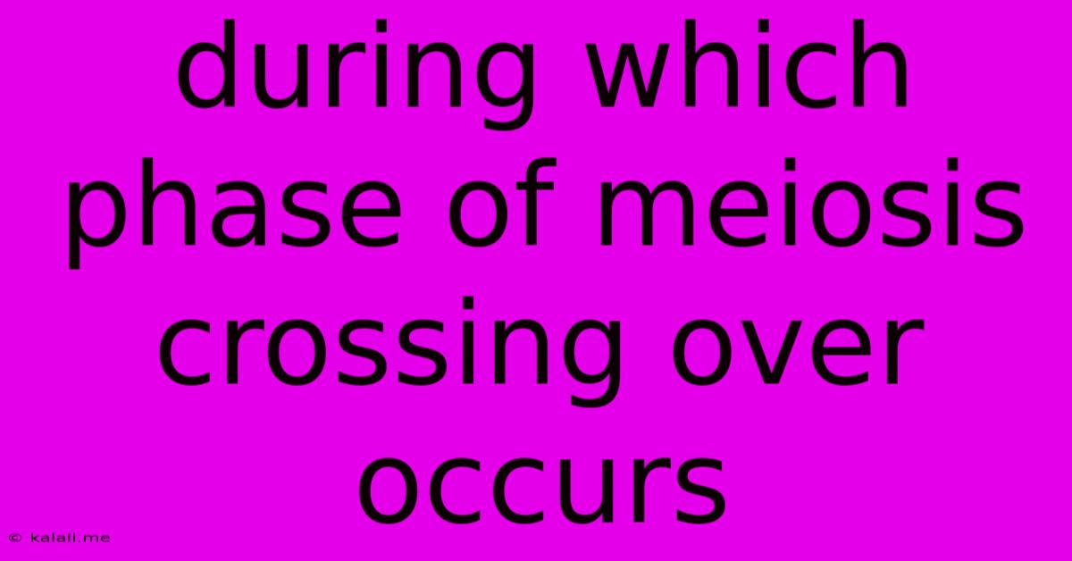 During Which Phase Of Meiosis Crossing Over Occurs