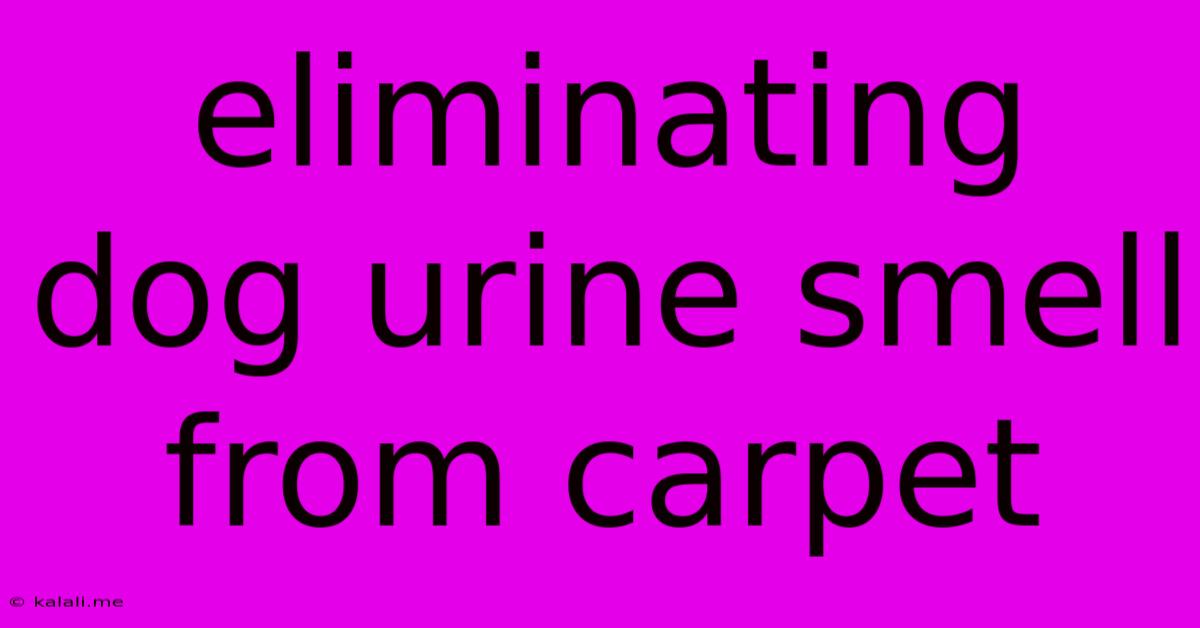 Eliminating Dog Urine Smell From Carpet