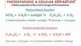 Equations For Photosynthesis And Cellular Respiration