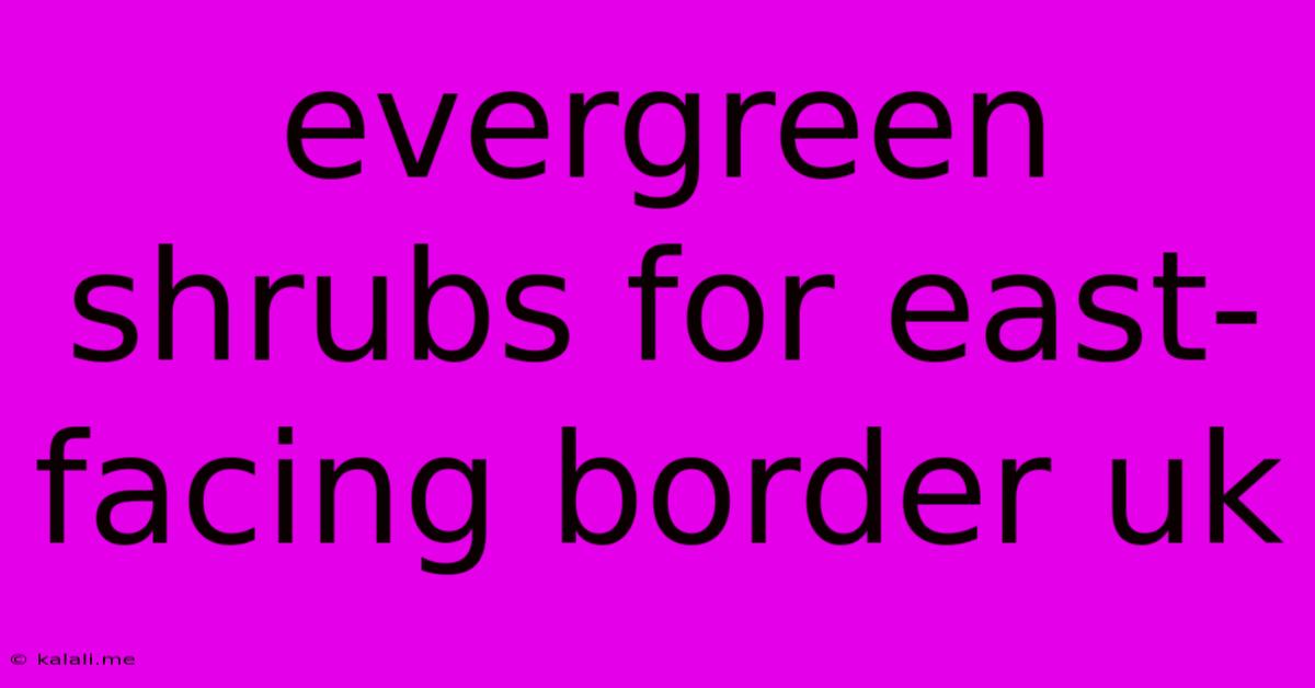 Evergreen Shrubs For East-facing Border Uk