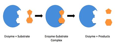 Explain How Protein Structure Is Involved In Enzyme Specificity