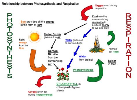 Explain The Relationship Between Photosynthesis And Respiration