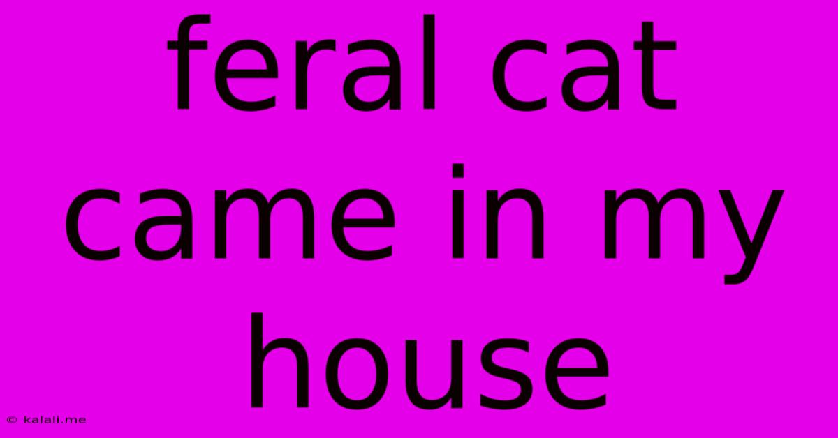 Feral Cat Came In My House