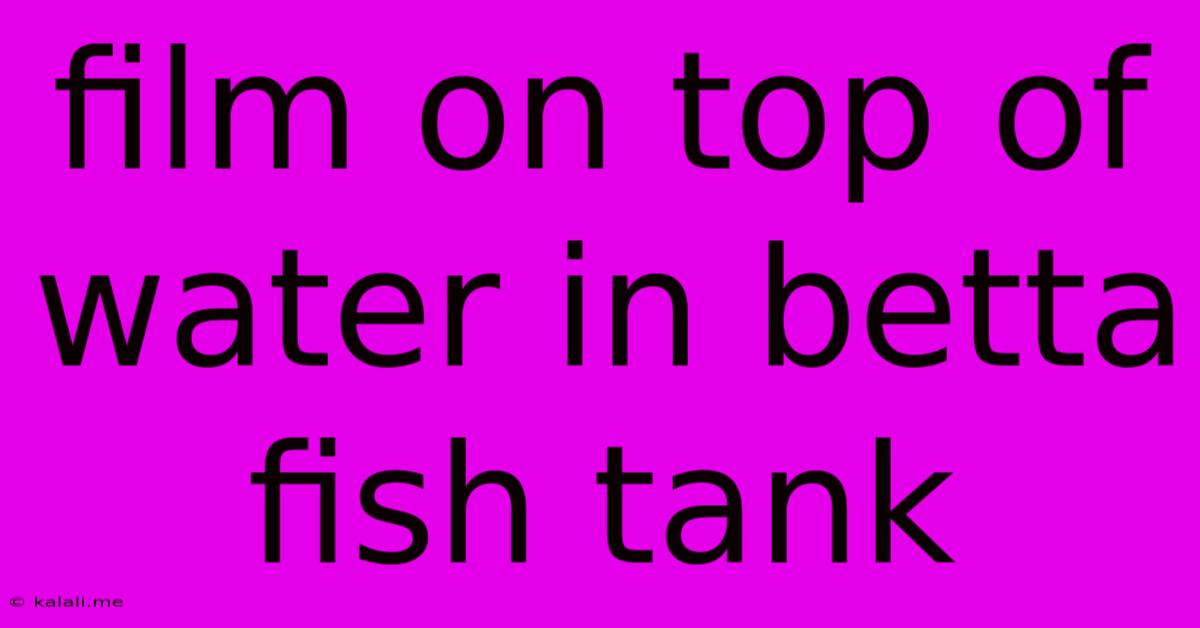 Film On Top Of Water In Betta Fish Tank
