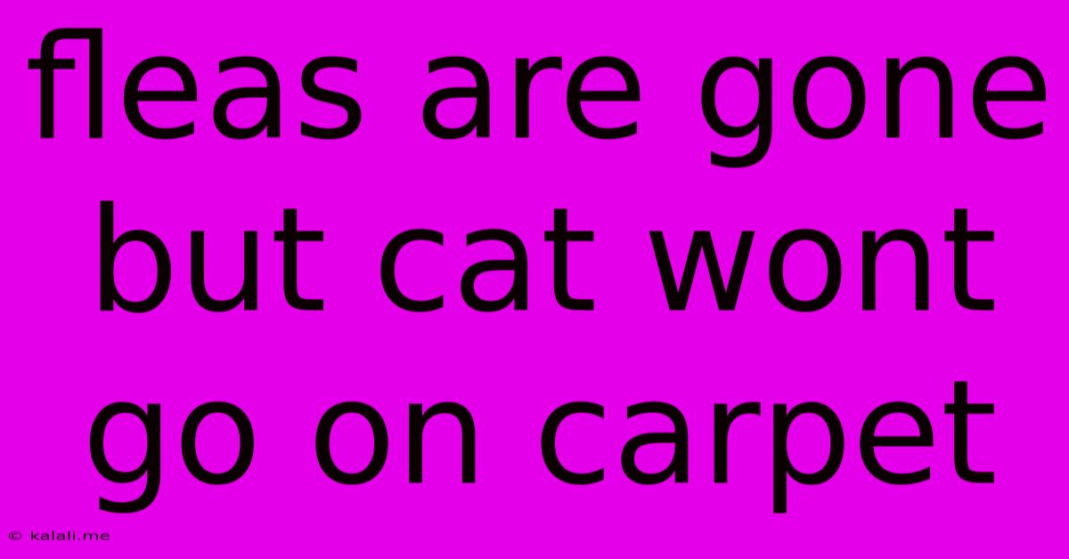 Fleas Are Gone But Cat Wont Go On Carpet