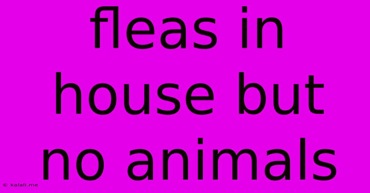Fleas In House But No Animals