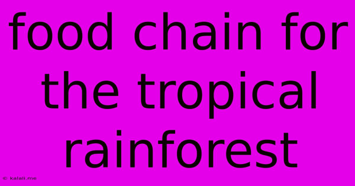 Food Chain For The Tropical Rainforest