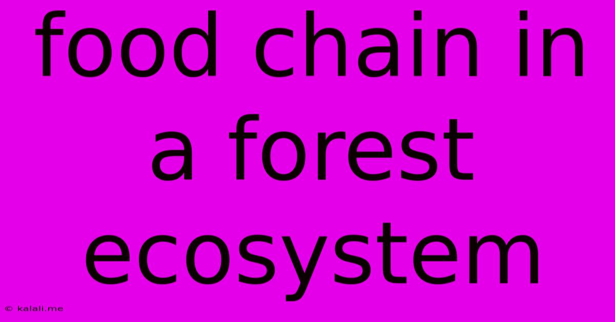 Food Chain In A Forest Ecosystem