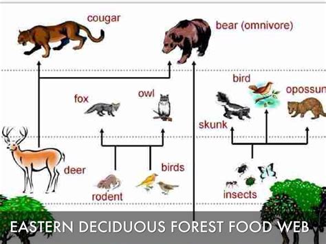 Food Chain In The Boreal Forest