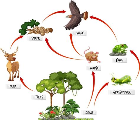 Food Web Example In Tropical Rainforest