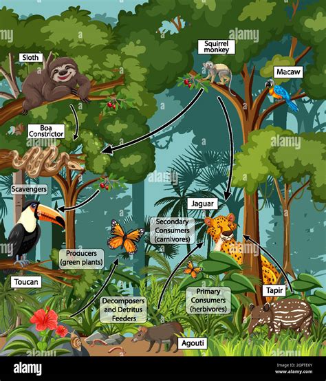 Food Web Of Tropical Rainforest Biome