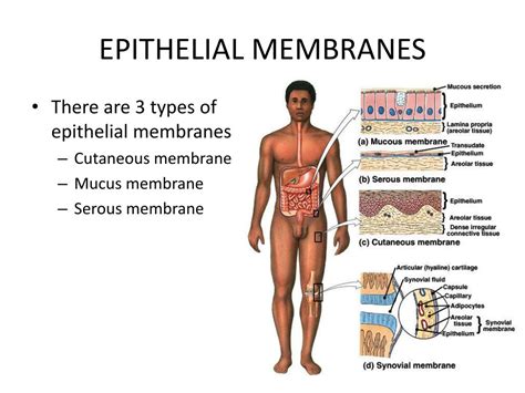 Forms Mucous Serous And Epidermal Membranes