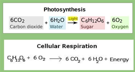 Formulas For Photosynthesis And Cellular Respiration