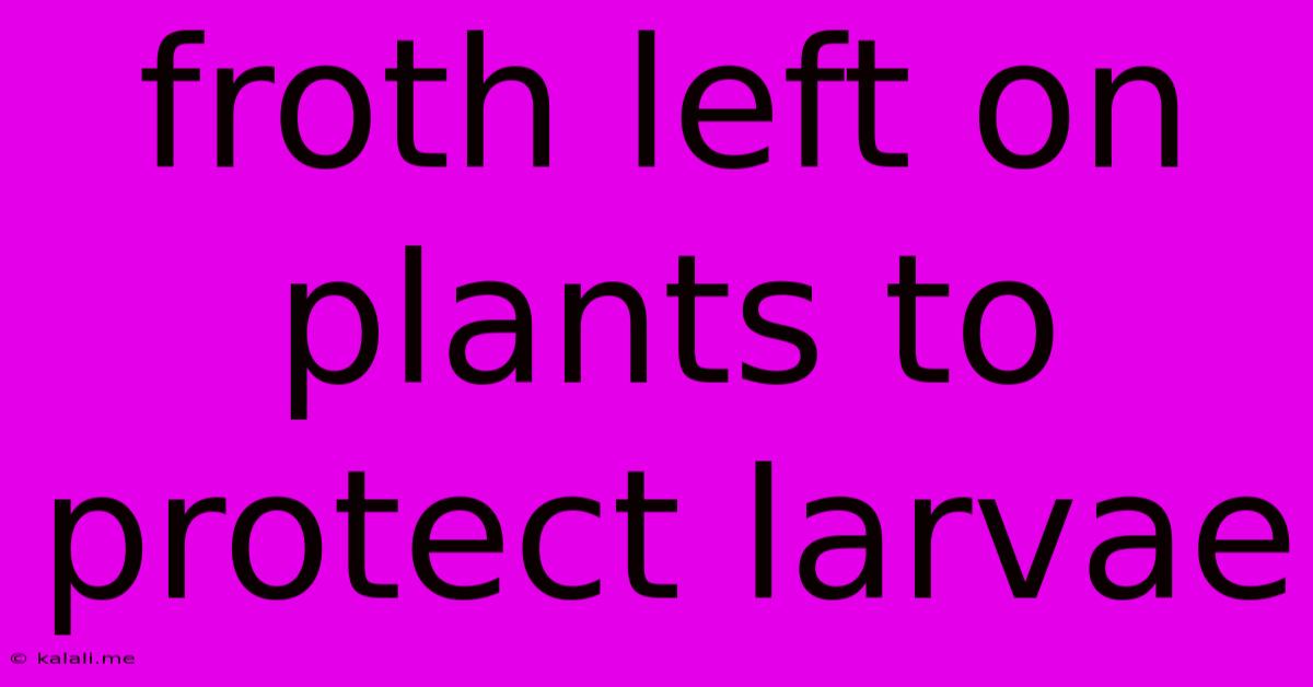 Froth Left On Plants To Protect Larvae
