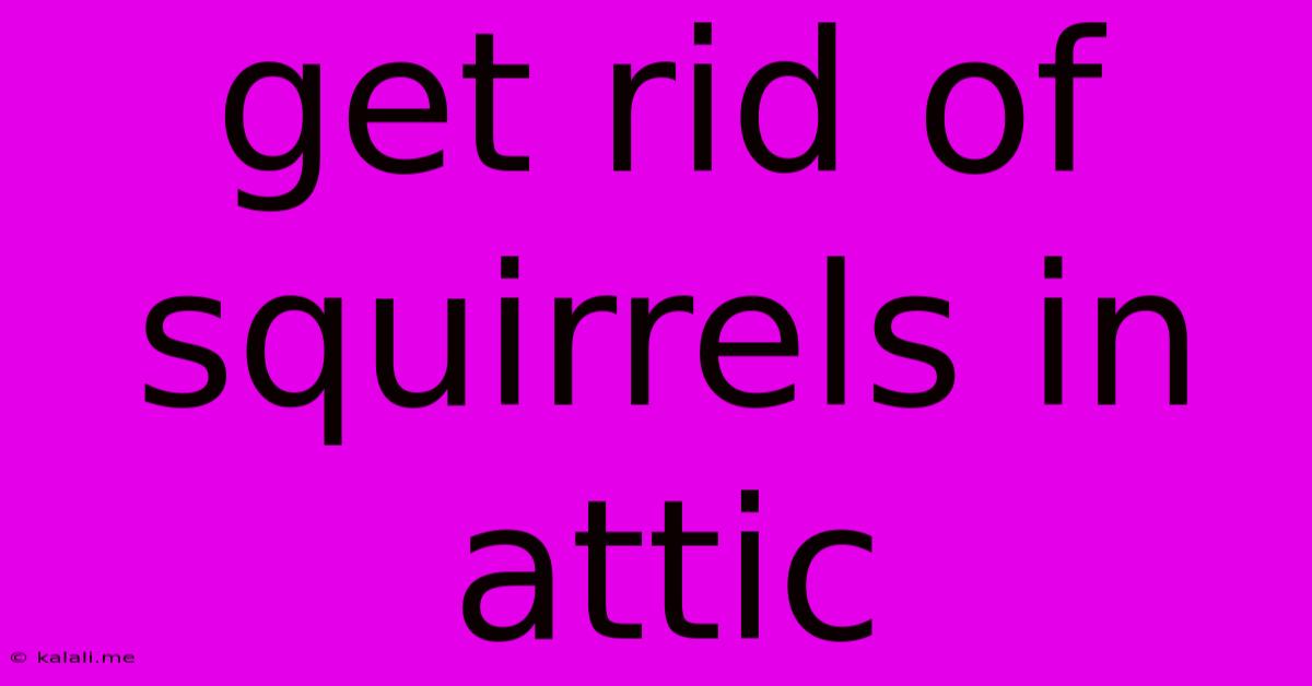 Get Rid Of Squirrels In Attic