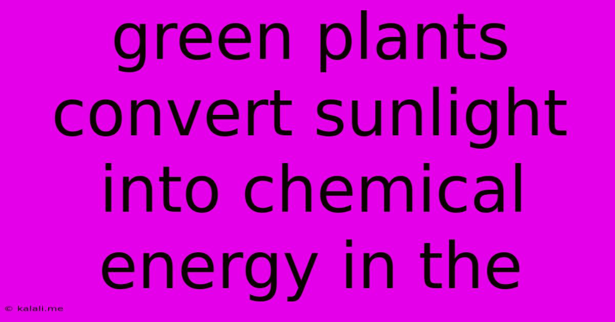 Green Plants Convert Sunlight Into Chemical Energy In The
