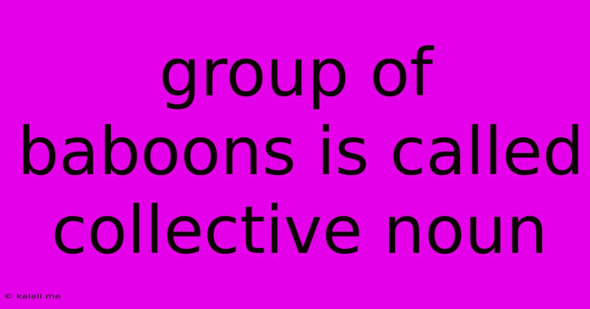 Group Of Baboons Is Called Collective Noun